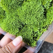 苔藓基地驯化苔藓