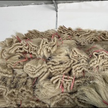 【木署粉条】一手价资质齐全安全卫生全年不断按需求分拣打