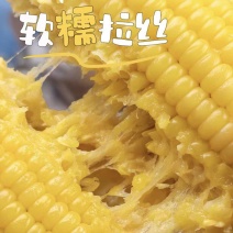 【东北玉米】吉林黏玉米/品种齐全/价格优惠/对接全网便宜