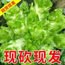 《热卖》四川儿菜大量现货上市中基地直发对接商超团购电商