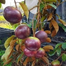 牛奶果