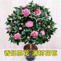 正宗香妃山茶花浓花季长易成活免费提供种植技术诚信经营