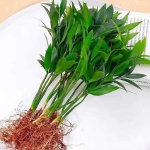 原盆原土竹柏盆栽植物室内植物平安竹