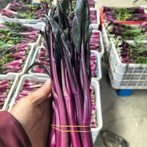 红菜苔湖北省当阳市小叶亮红红菜苔支持视频看货