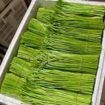 黎蒿