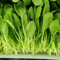 深圳鸡毛菜基地！长年每天新货供应！深圳现割每天从深圳发货