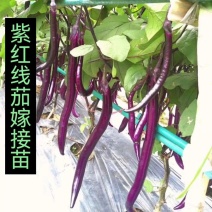 紫红长茄嫁接苗烧烤茄子苗，基地直发
