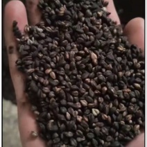 荞麦，黑苦荞、灰苦荞、带壳甜荞、酿酒、磨面、货优价更优
