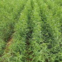 味帝树苗视频看货诚信经营技术指导欢迎咨询