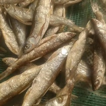 油炸鱼展会地摊电商开肚油炸白条鱼翘嘴蓝刀叼子鱼干