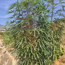 农家木薯粉
