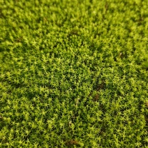 星星苔藓