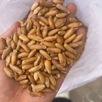 松子电商供应提供店铺支持一件代发
