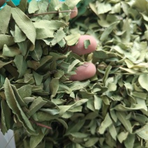 罗布麻实物拍摄祥泰药材栈中药材批发零售实物拍摄量多从优