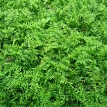 苔藓