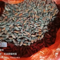 核桃蛹
