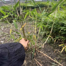 方竹苗