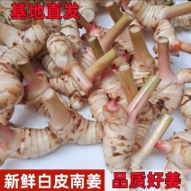 广西新鲜白皮南姜高良姜现挖速发对接加工厂调料厂餐饮店