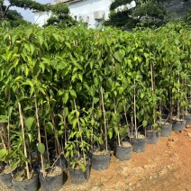 炮仗花60-120高出售基地现货直销期待洽谈合作