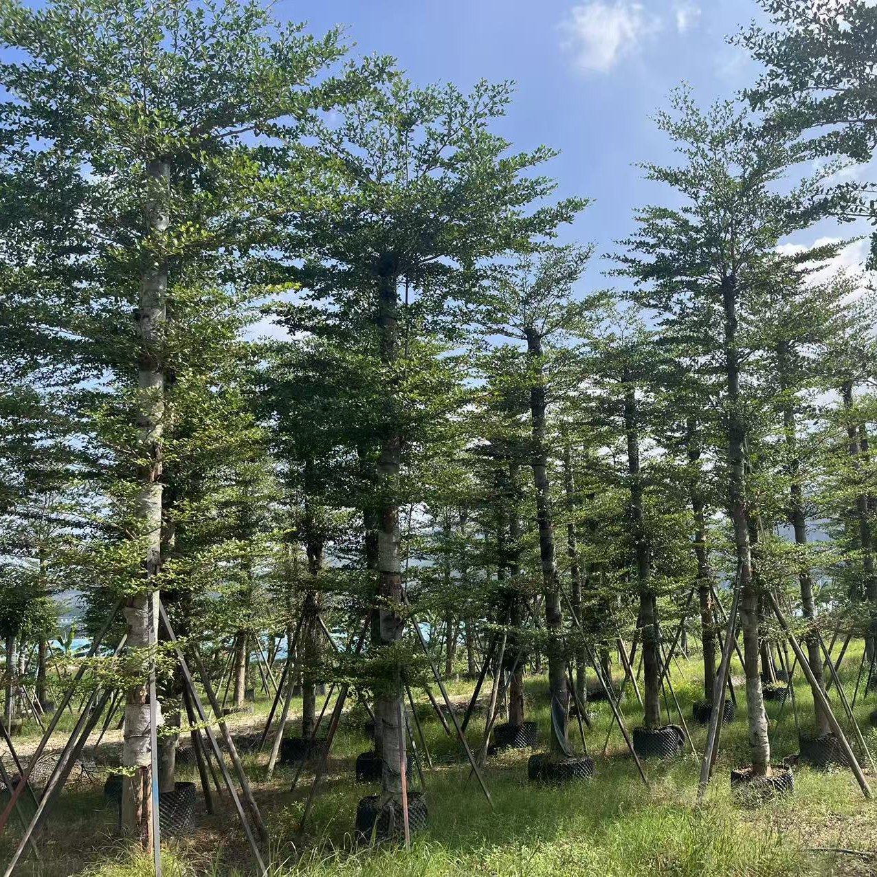 一亩田 | 榄仁树广东揭阳普宁市10.00元/棵 | 小叶榄仁8-25分