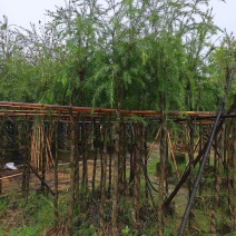 红千层（串钱柳）3-12公分出售可视频看货