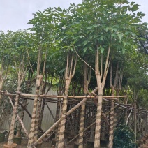 红花风铃木（洋红风铃木）3-12分大量出售自家货源