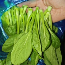 广东菜心