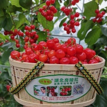 樱桃八里旺樱桃大樱桃基地直供包技术服务