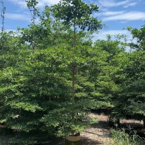 小叶榄仁原生苗5-6-7公分大量出售基地直销可视频