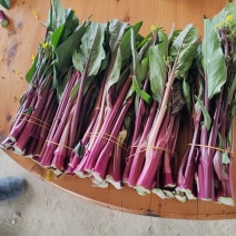 贵州红菜苔