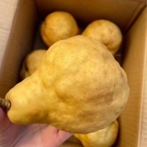 丑梨像伏梨一样，放软才好吃冰淇淋口感