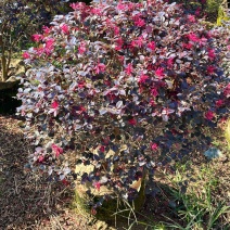 红继木/红花继木球/29元/棵。高度70/80左右