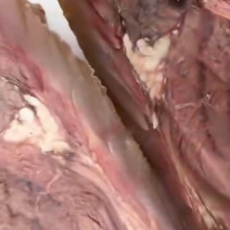 牛头肉