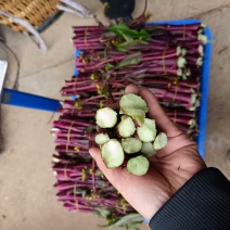 红菜苔
