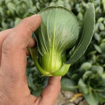 精品矮脚菜产地供应质量保证量大从优欢迎咨询