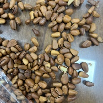 新货东北开口松子满肉