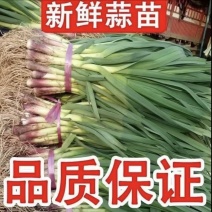 丰县红根蒜苗