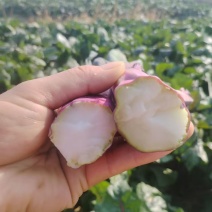 湖北（红山御品菜苔）