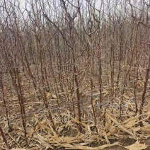 沾化冬枣苗枣树苗山东沾化枣树苗果粒大耐运输产量高欢迎电联