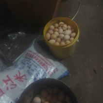 [牛]高山山茶林下土鸡蛋