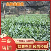 良种益智苗益智仁一年新苗产地直发15公分左右可视频看货