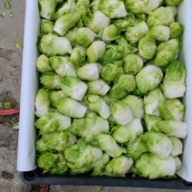 儿菜娃娃头