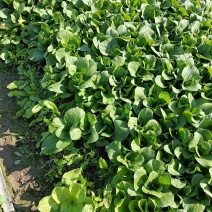 蔬菜🥬🥬🥬🥬甜菜心
