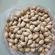 银杏果（白果）