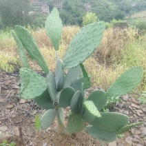 宝塔和云钻叶片大量出货，基地直发喔，保证质量