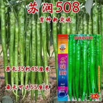 正品苏润509高产超长特大线椒种子正宗加长果条椒基地辣椒