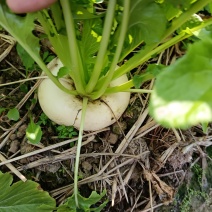 盘菜
