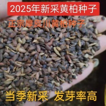 2025新品大叶红心厚皮川黄柏种子批发产地直发
