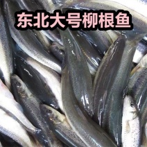 东北野生柳根鱼野生小河鱼新鲜麦穗鱼批发柳根鱼淡水鱼