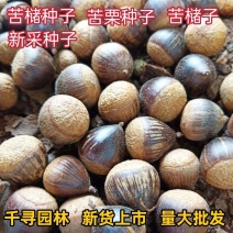 苦槠种子青冈栎种子小叶青冈种子苦槠豆腐原料